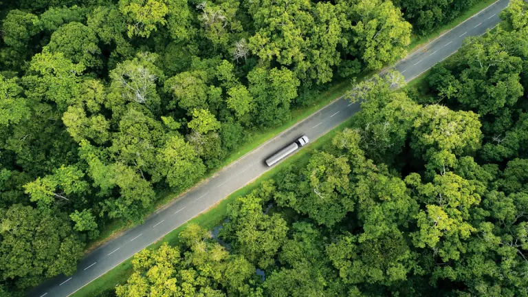 Forest highway