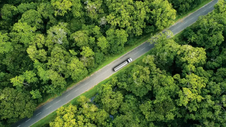 Forest highway