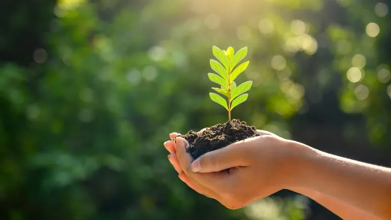 Child holding a sapling
